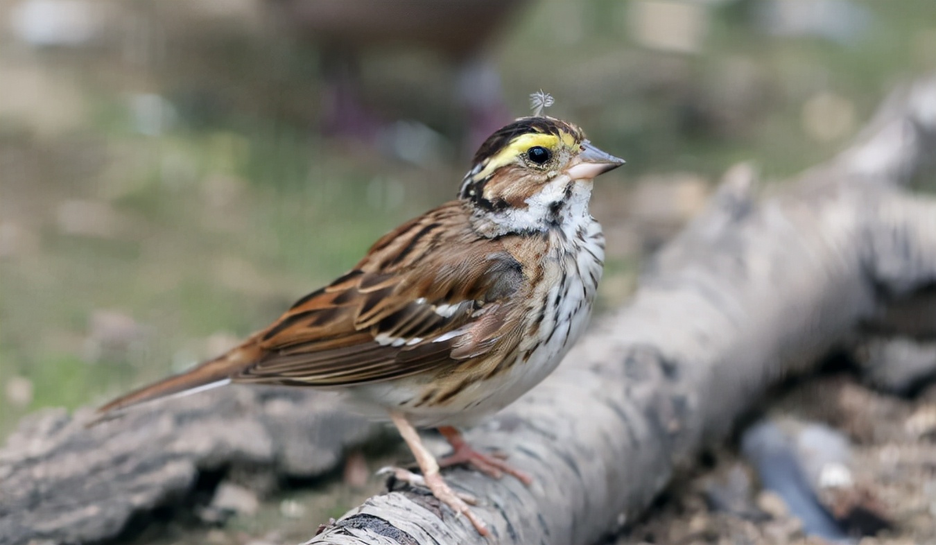 鹀怎么读？鹀的读音和意思