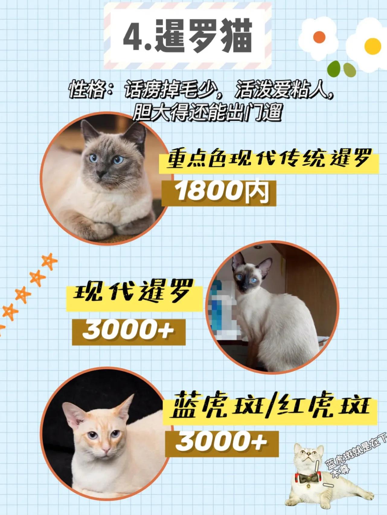 虎斑猫价格,宠物虎斑猫价格