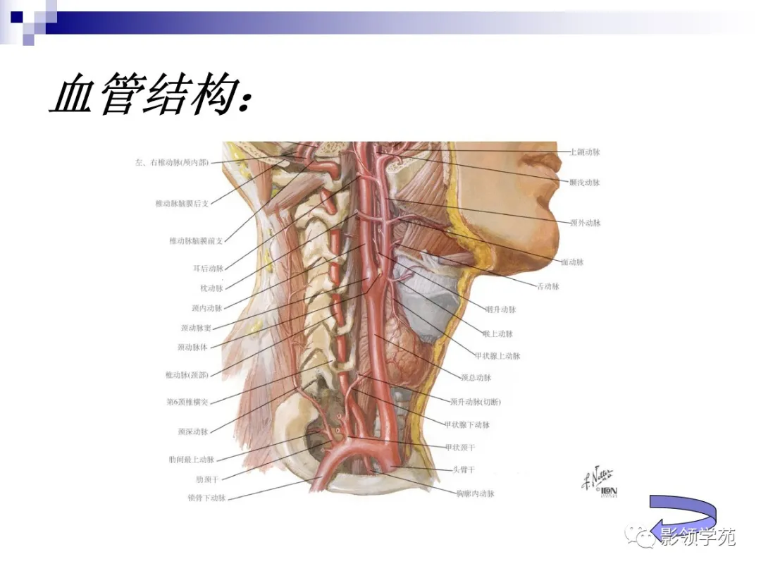 小脑扁桃体下疝畸形概述