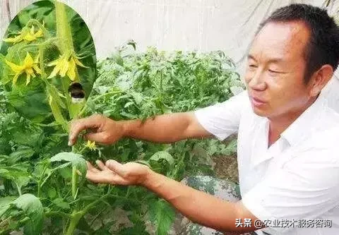 芸苔素的作用和功效（芸苔素三大作用和三大误解）