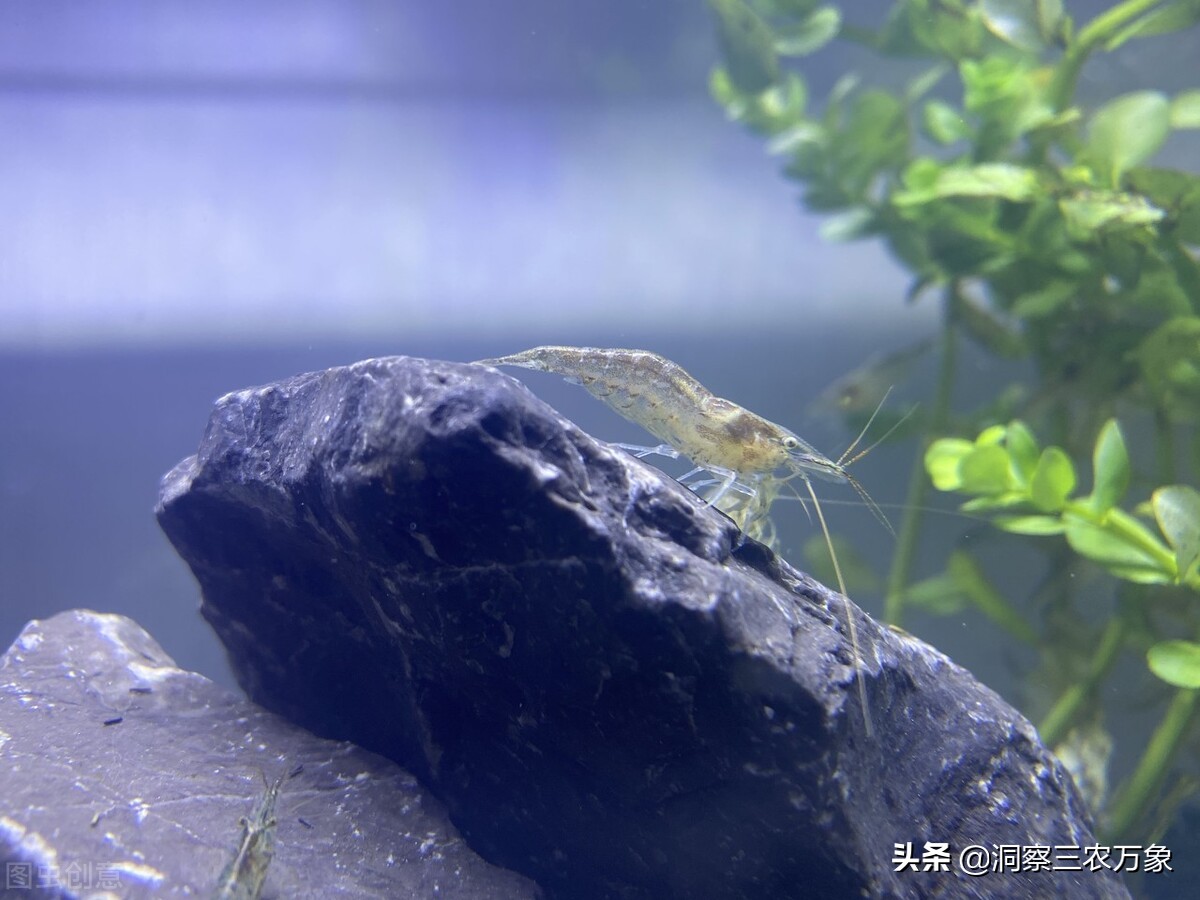 黑壳虾怎么养（分享黑壳虾的正确养殖方法）