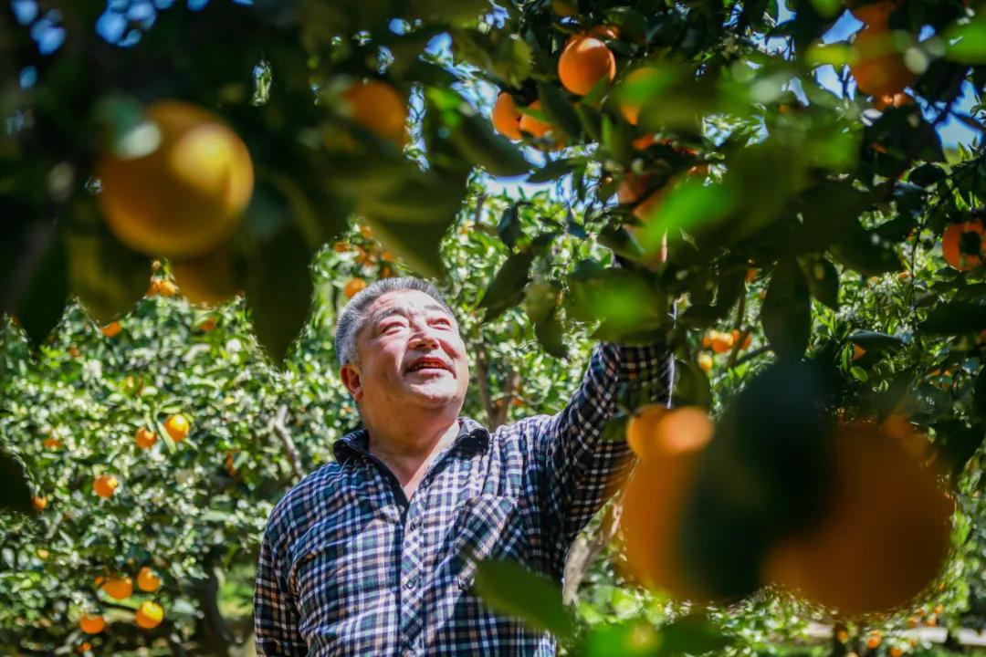 「农民日报推出《特困片区脱贫记》系列报告文学⑪」决战乌蒙山