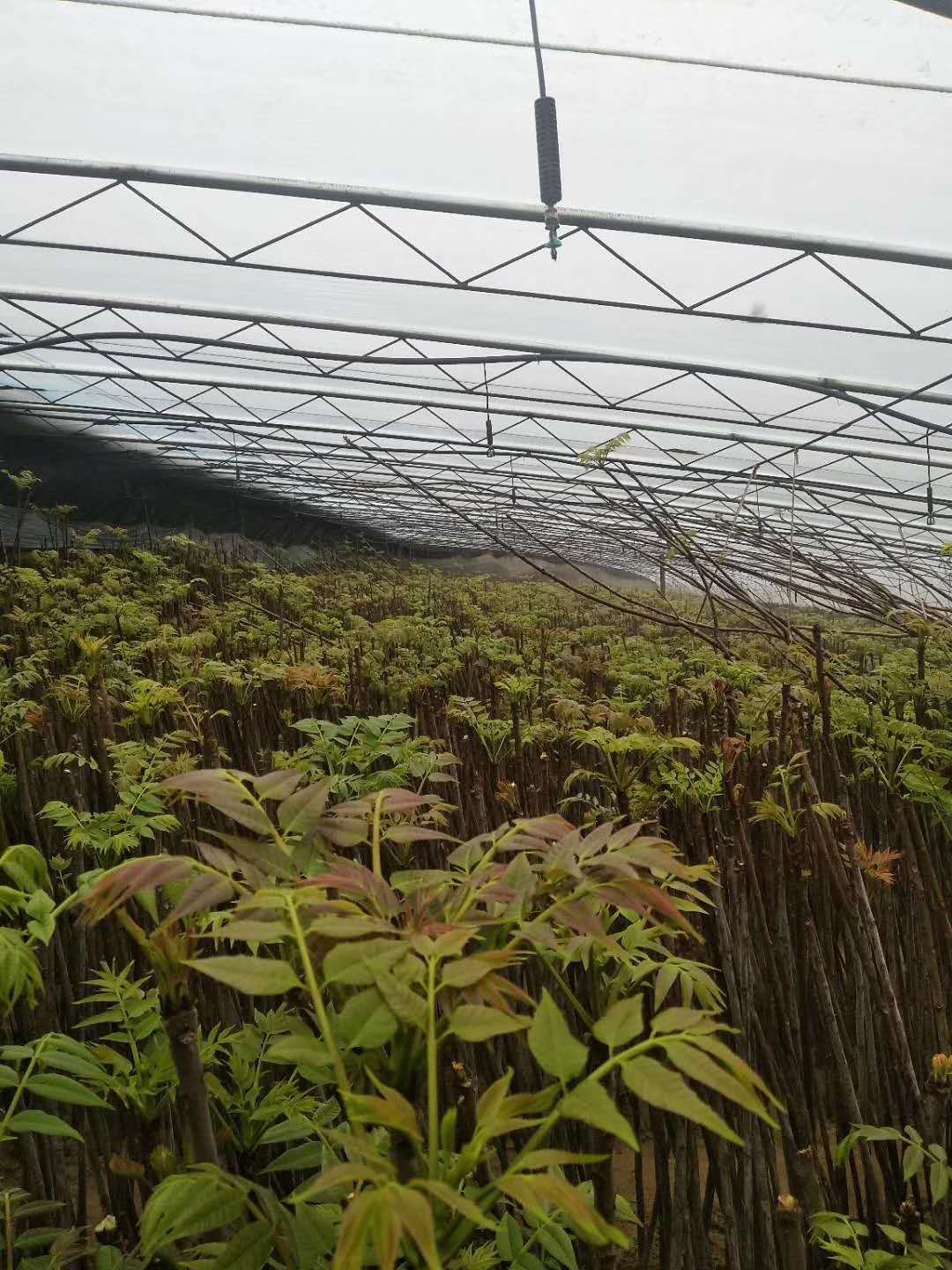 大棚香椿的种植方法,一起来学学