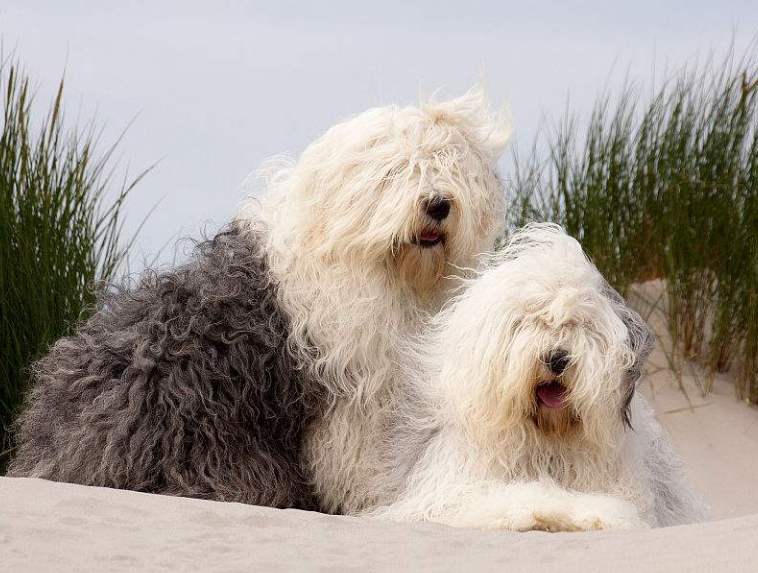身躯强壮的犬,整体上非常迷人,大概是大型长毛犬中最可爱的品种了