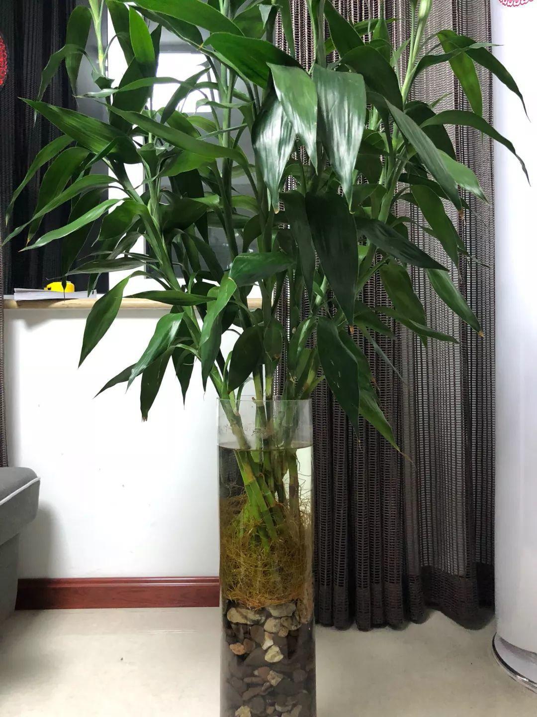 观音竹图片及养殖方法(家里养花就选它,高品位,有档次,养1盆吉祥