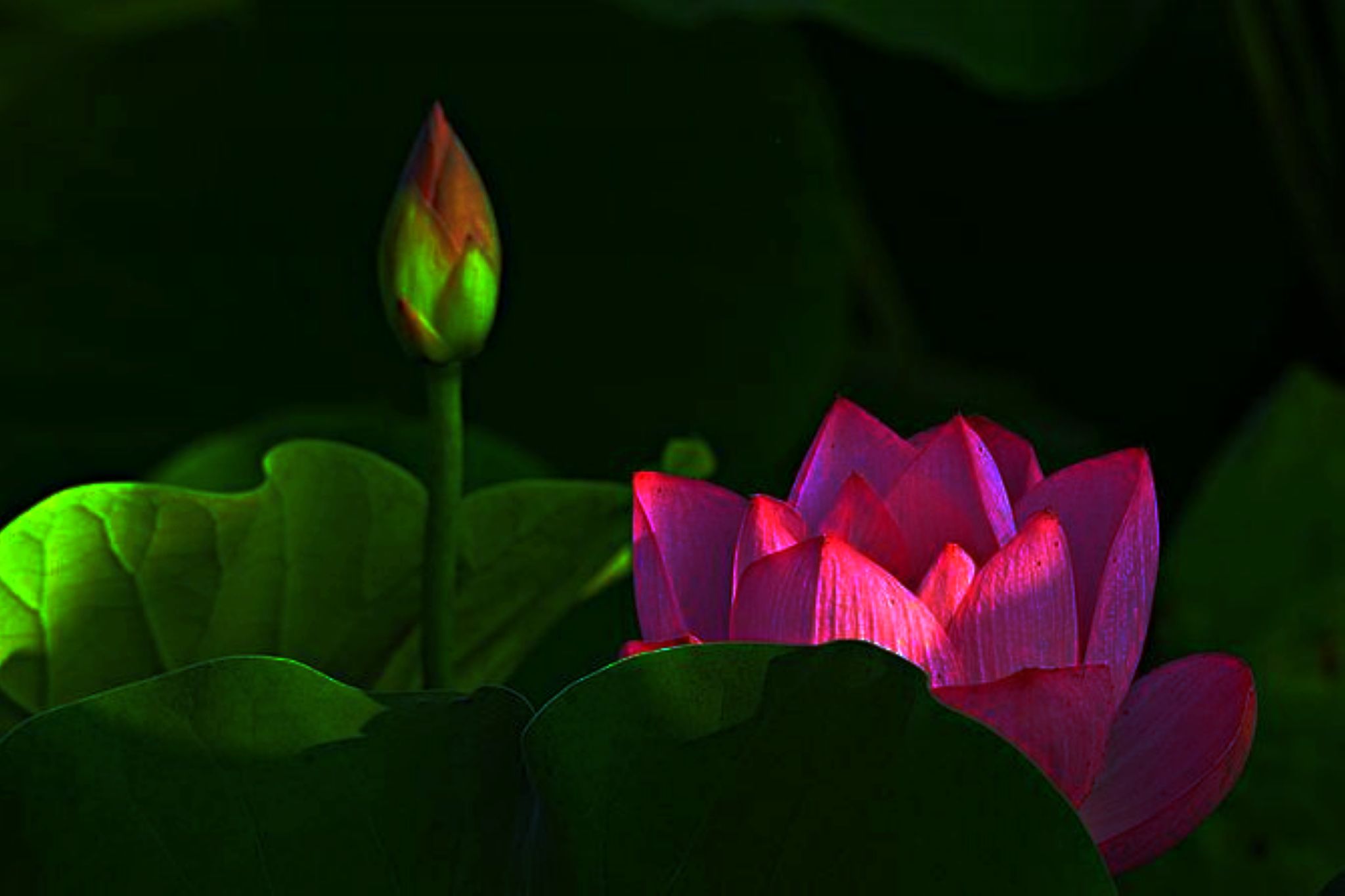 「诗画四季」夏荷，一池荷花映日月