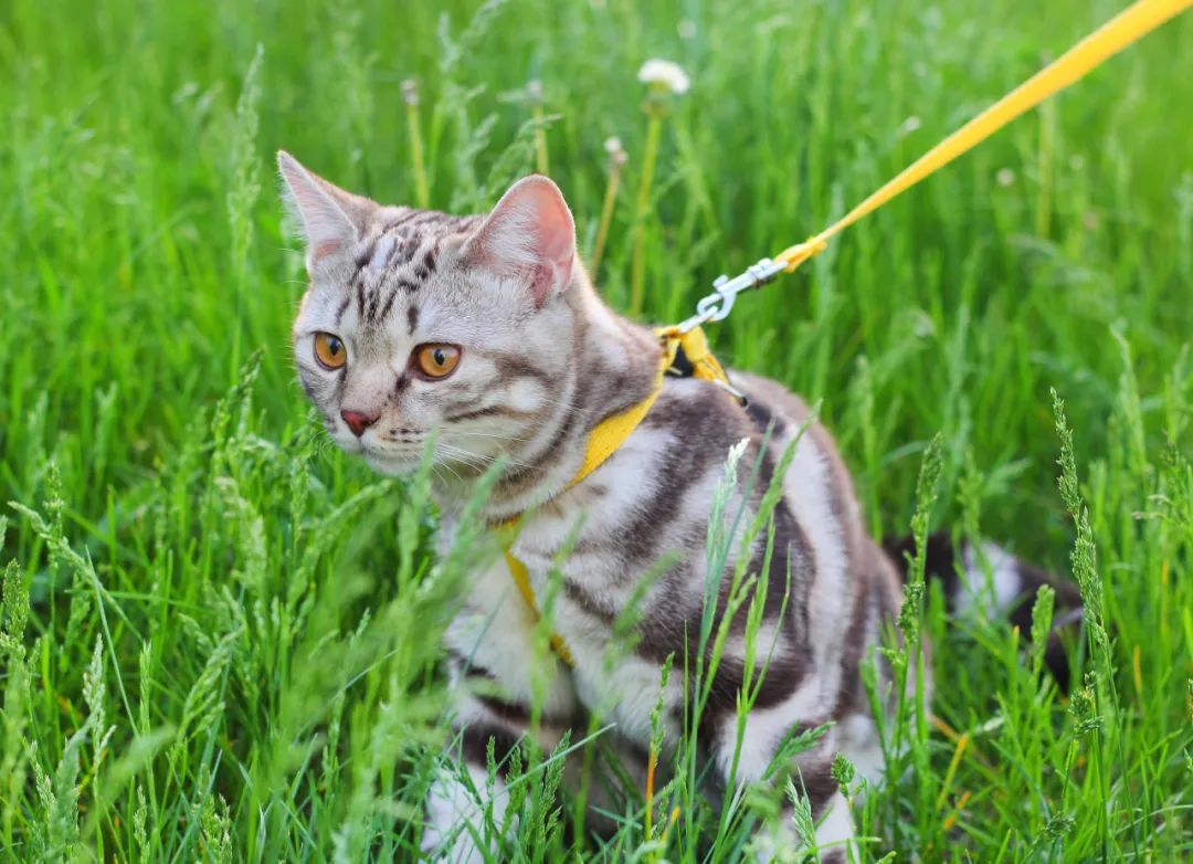 最容易饲养的3种猫咪，养到的人都在偷着乐呢
