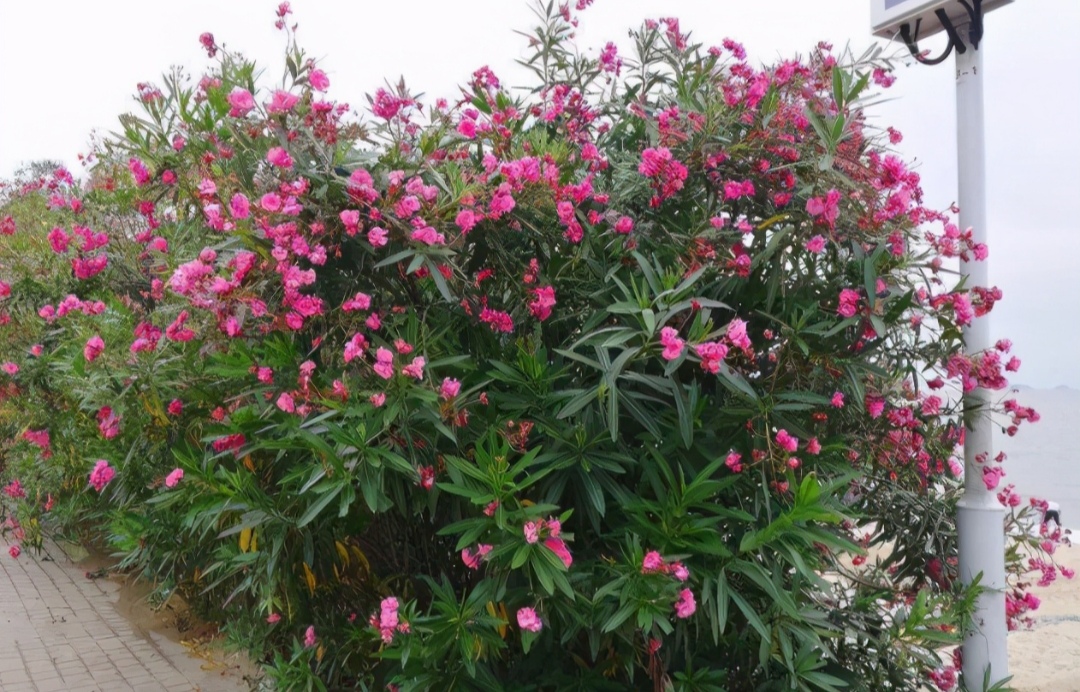 洋槐花有毒嗎,洋槐花有毒嗎能吃嗎