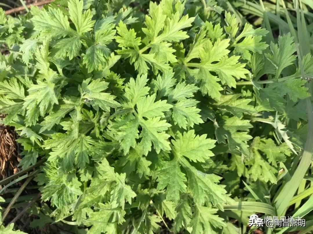 春雨如酥艾米果香