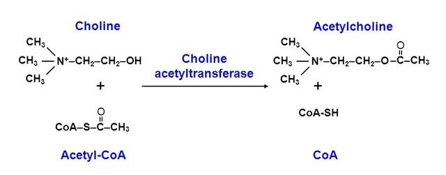 乙酰胆碱结构式(乙酰胆碱键线式)-cosg百科