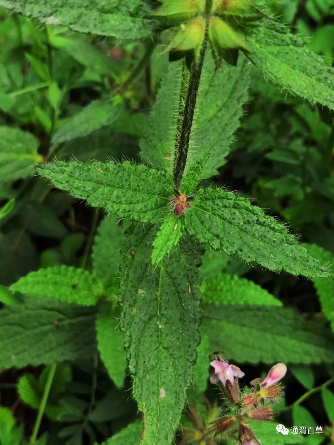 通渭百草-甘露子