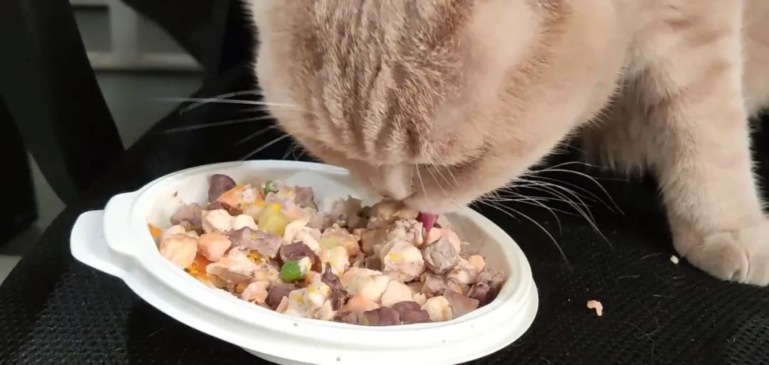 猫咪有泪痕，记住“三不吃、五多吃”，跟泪痕说再见
