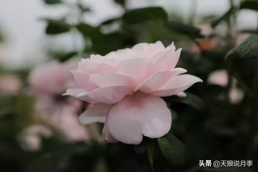 瑞典女王月季一年开几次花（瑞典女王的多年记录及讲解）