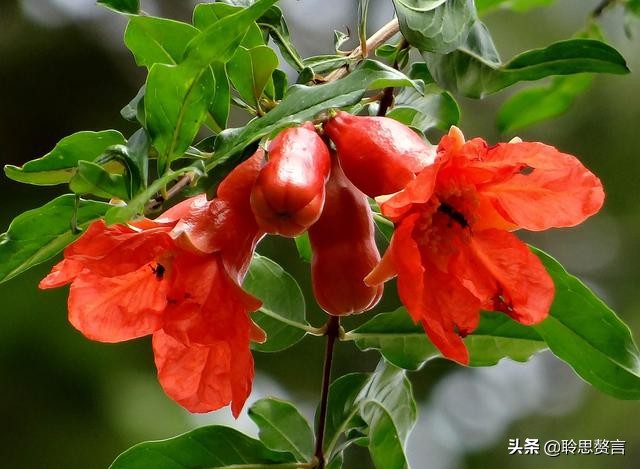 夏日诗词精选三十七首 人皆苦炎热，我爱夏日长