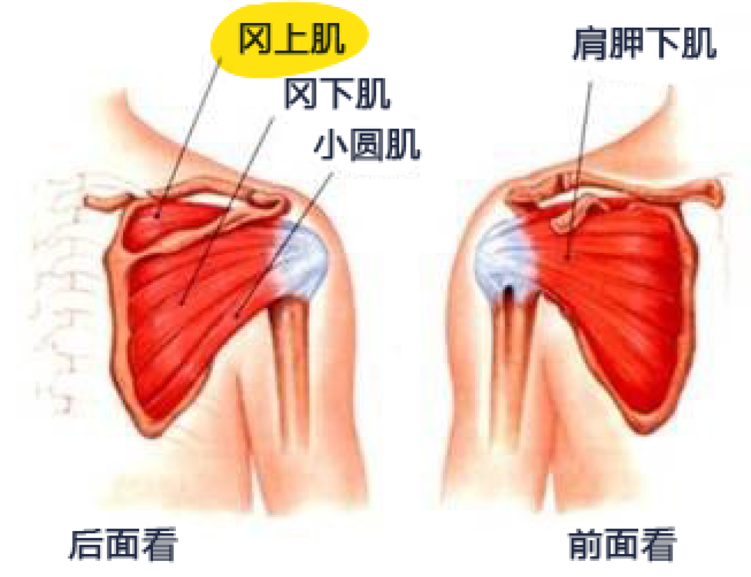 打排球胳膊疼怎么办(一招缓解打球肩膀疼，用了都说好！)