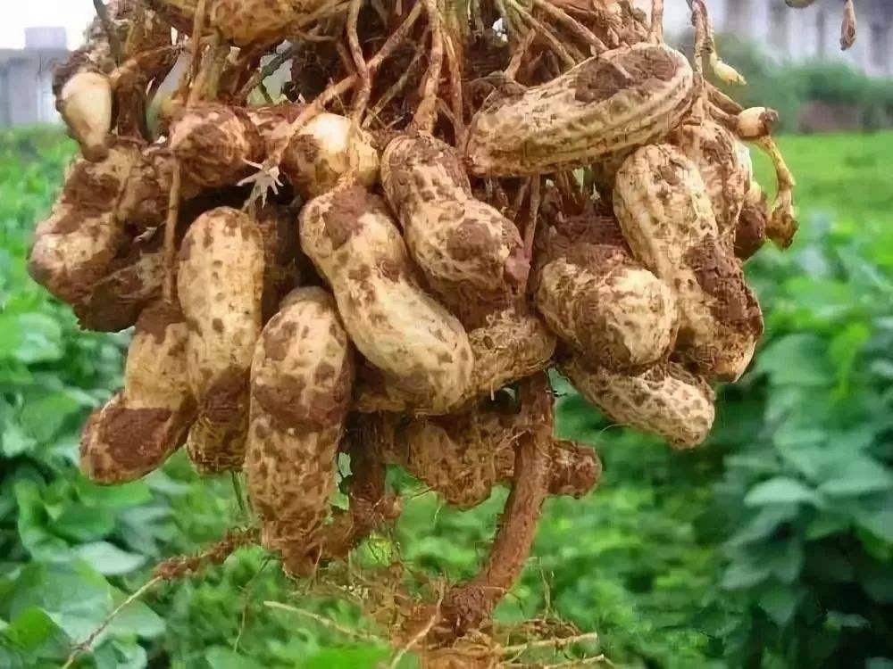 花生種植技術,花生種植技術與管理方法