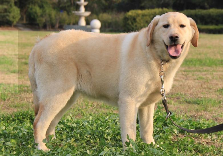 吉娃娃什么价位（吉娃娃犬的价格）