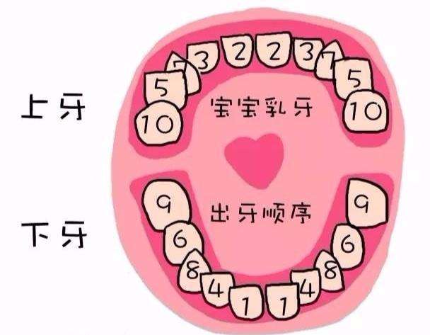 寶寶出牙晚和缺鈣關係不大,卻和這些有關,寶寶乳牙知多少?