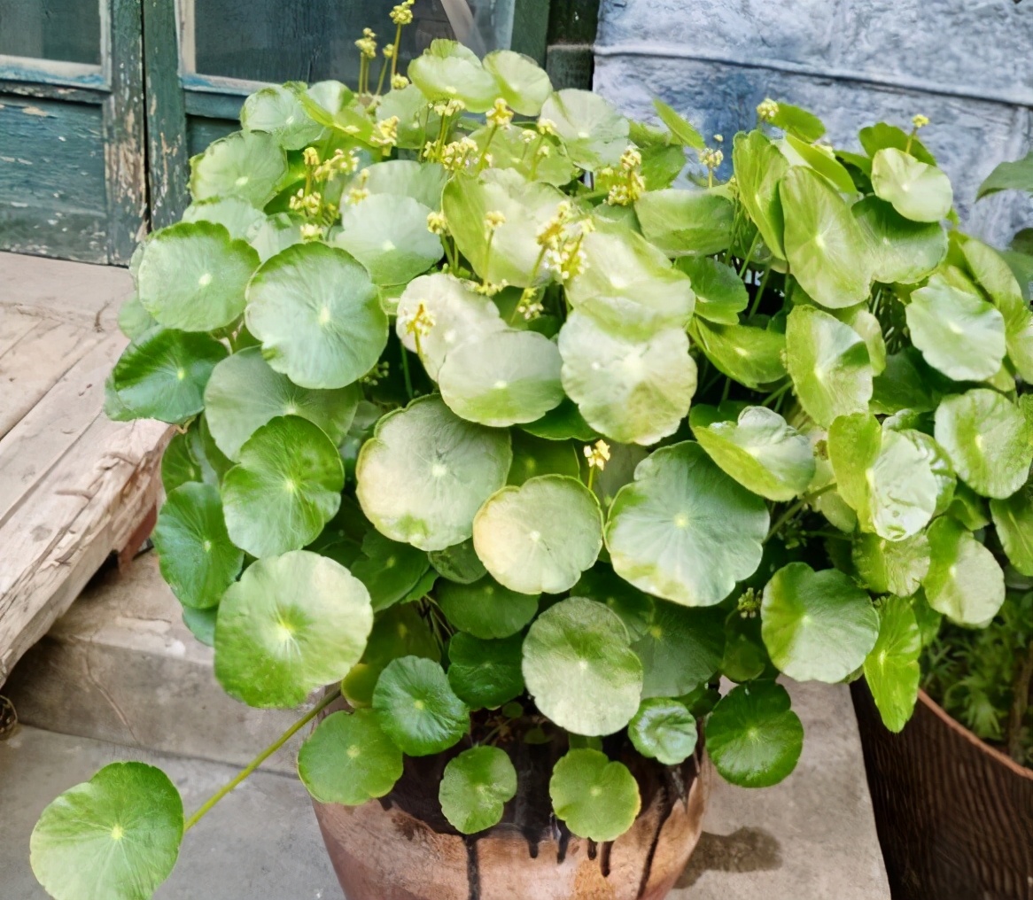 水生美人蕉(超级"喜水"的盆栽,叶片多彩水汪汪,天天浇水也不死)