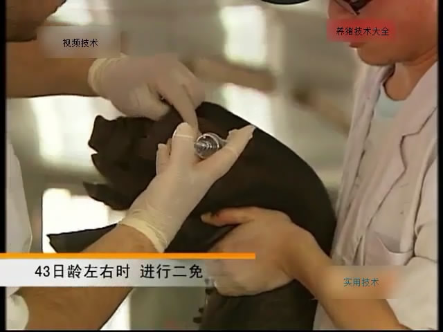 猪的免疫程序