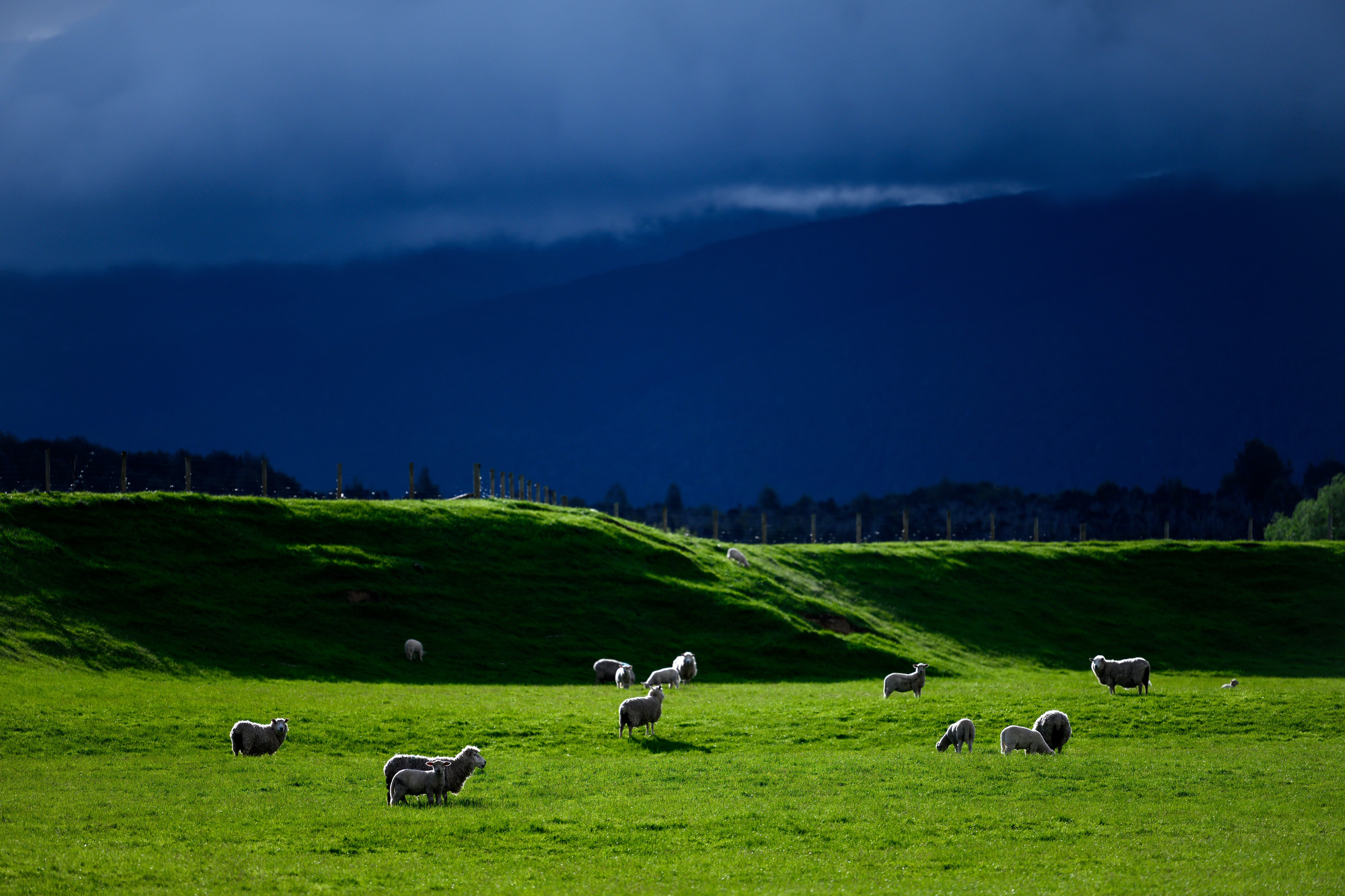 尼康大三元镜头_友友