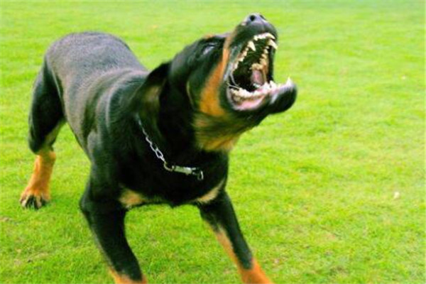 世界十大凶犬最新排名 第七被称为杀人犬，建议最好别养