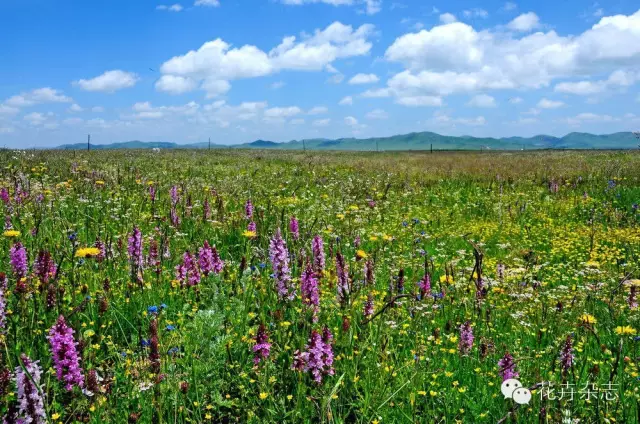 中国野花观花地点推荐