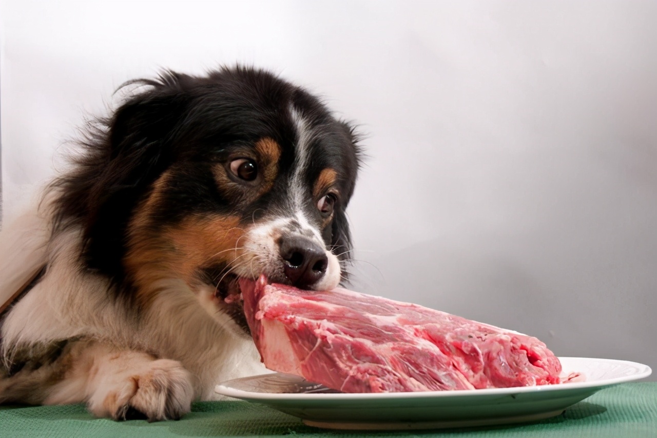 狗能吃生肉吗（狗狗可以吃的4种肉好吃又营养）