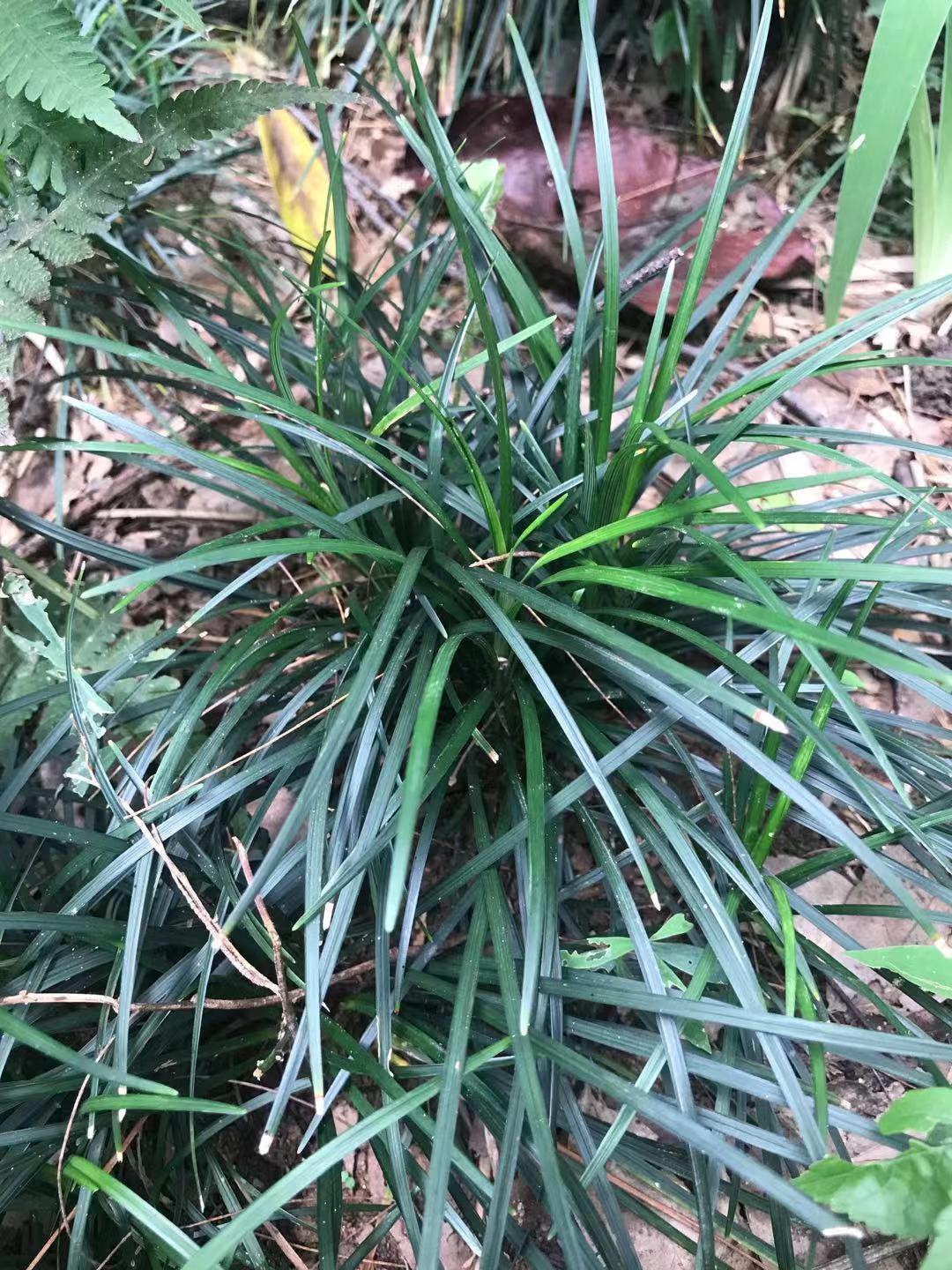 二,麦冬的功效及作用