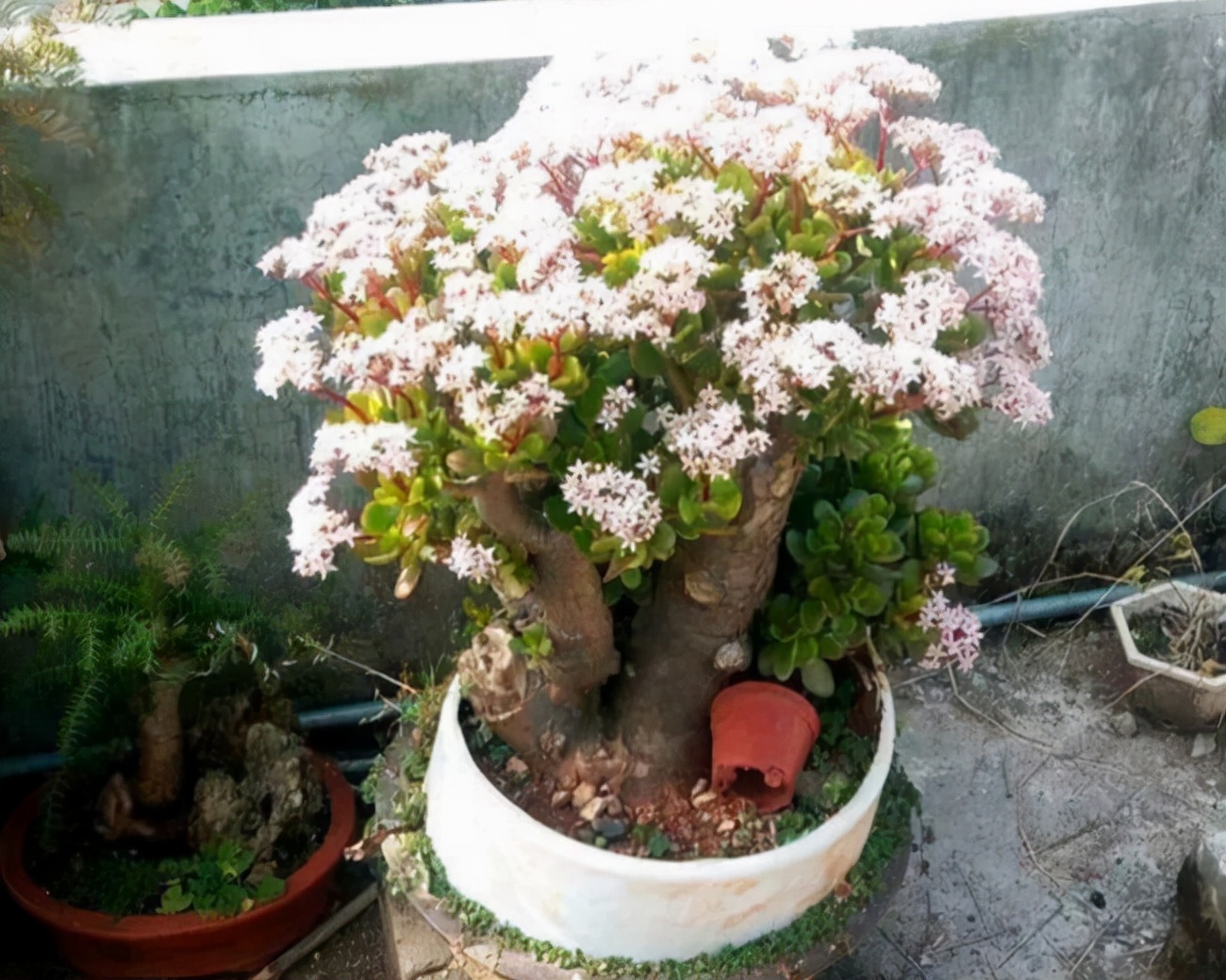 旺宅旺财植物花卉（有名的12种旺财花吉祥又大气）