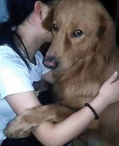 狗狗聪不聪明，就看这些，蠢狗根本装不出来