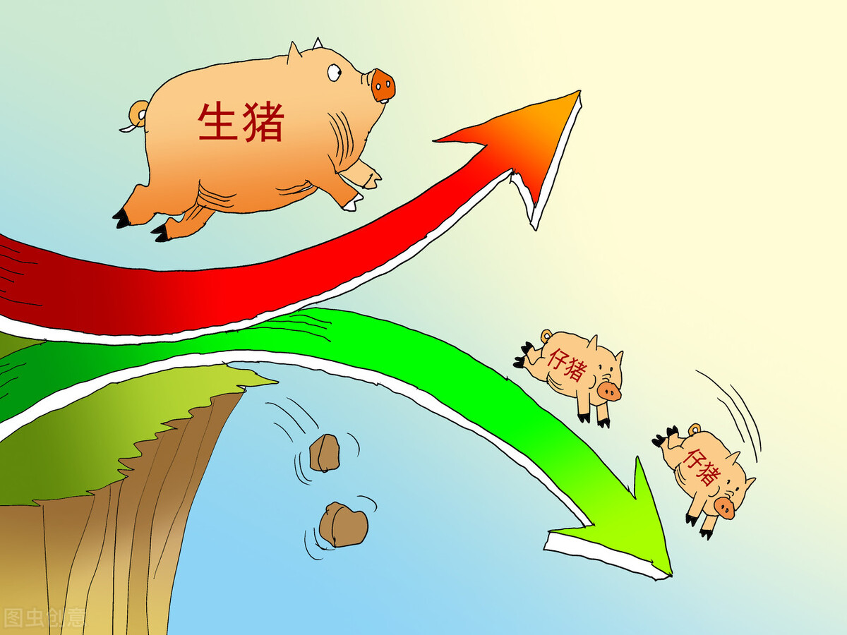 猪市又“大跌”，一头猪亏800元，此轮下跌周期2.5年？跌到何时？