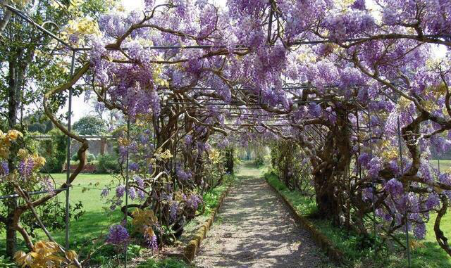 紫藤萝花语(夏天不要错过这些攀爬植物，耐热耐寒，家里边边角角都包了)