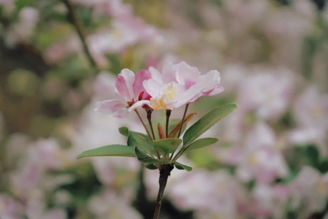 手作小课堂 - 晴天娃娃风信子风铃