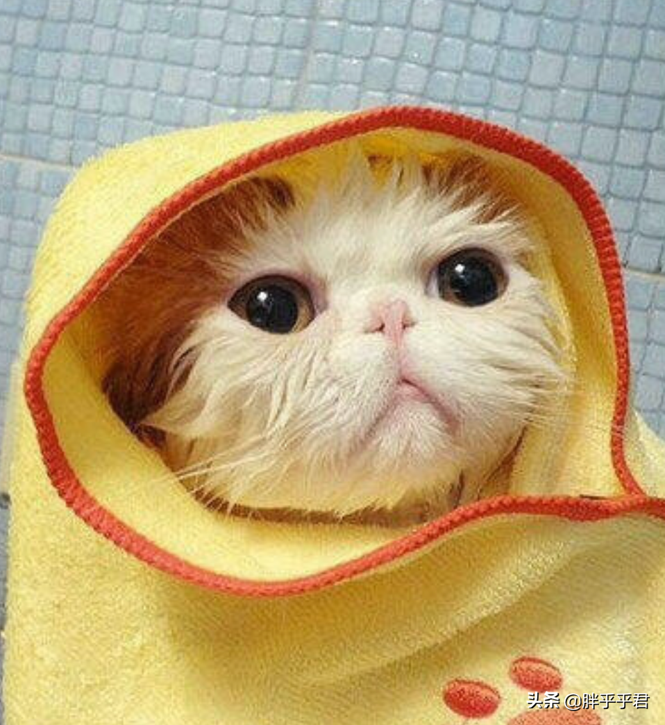 眼睛耳朵脏兮兮，猫咪却不肯擦？这三点能解决