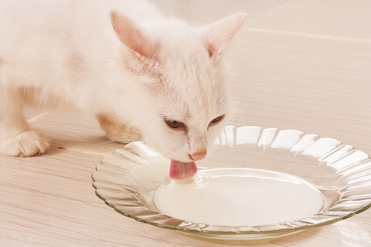 猫能吃红薯吗（两个月的猫能吃红薯吗）-第3张图片-华展网