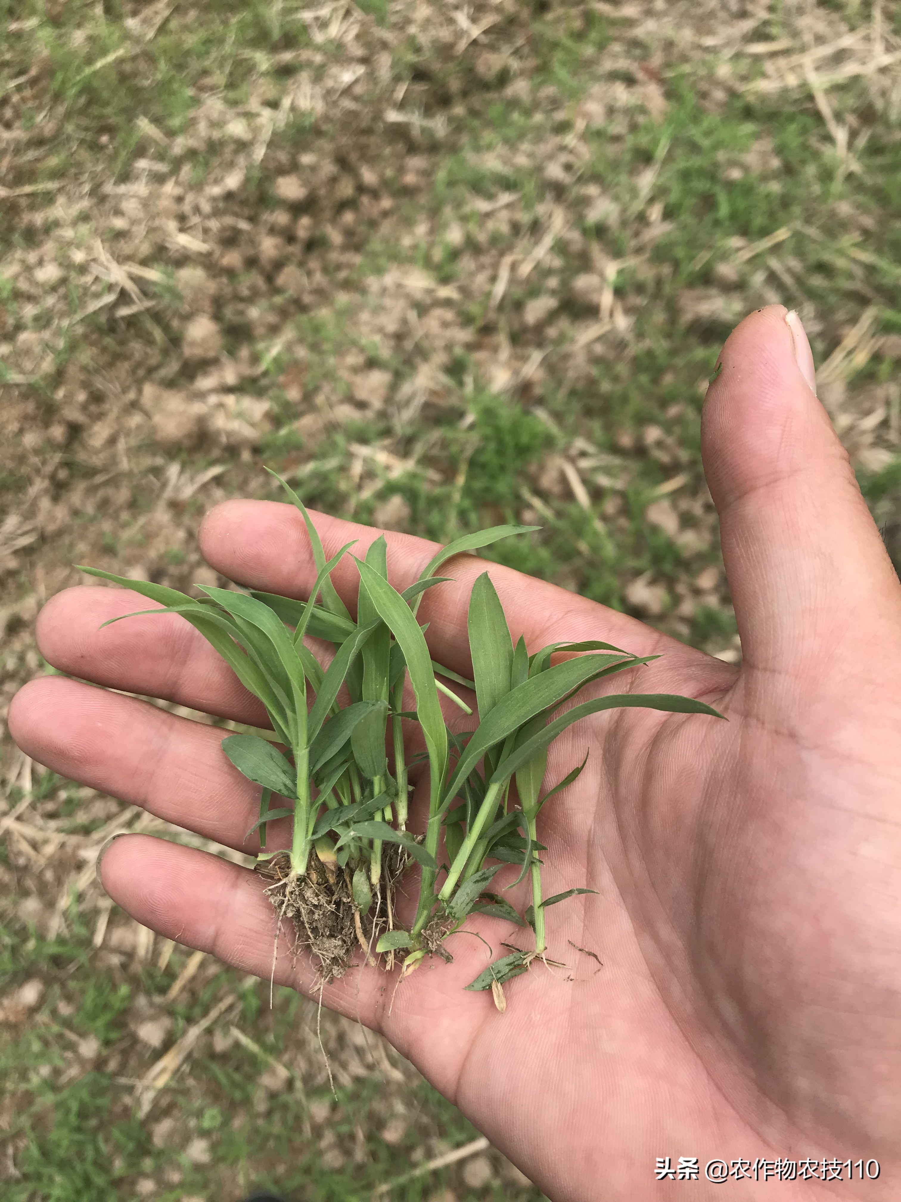 你还为水稻除草效果不好困扰吗？你还为水稻除草花钱多苦恼吗？