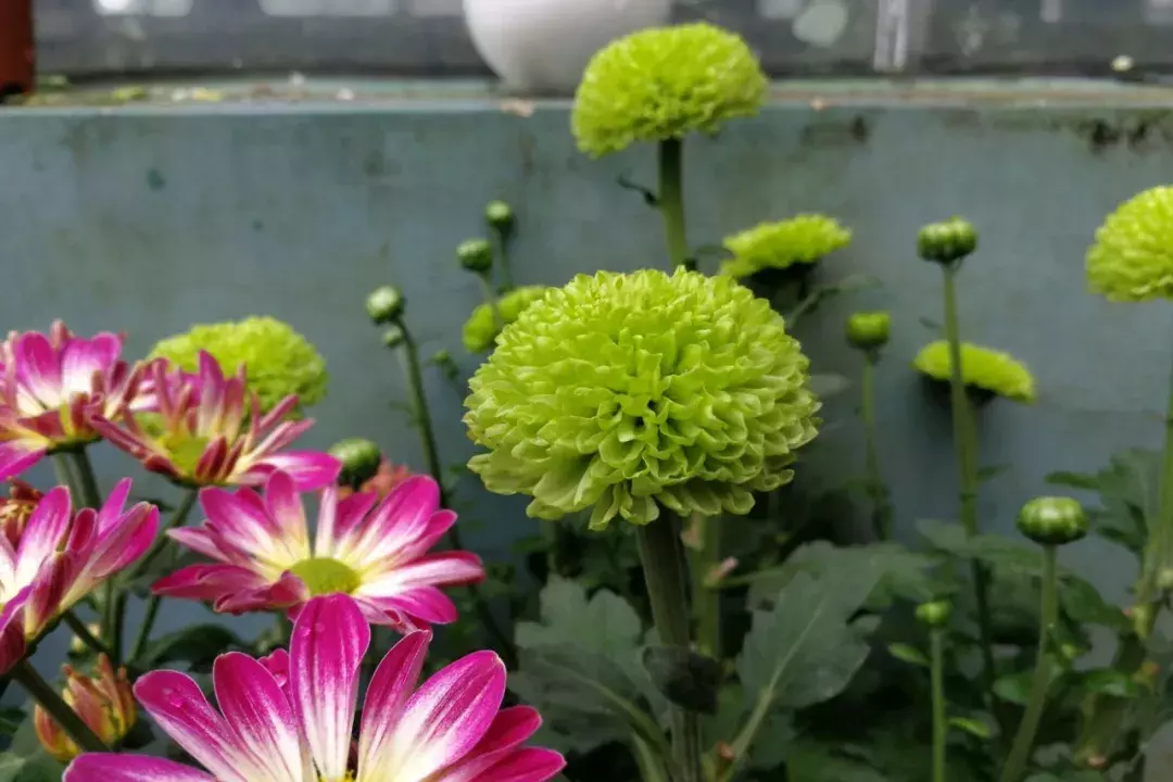 饺子吃烫的，菊花选圆的｜花材届的可爱担当乒乓菊，萌宠来袭