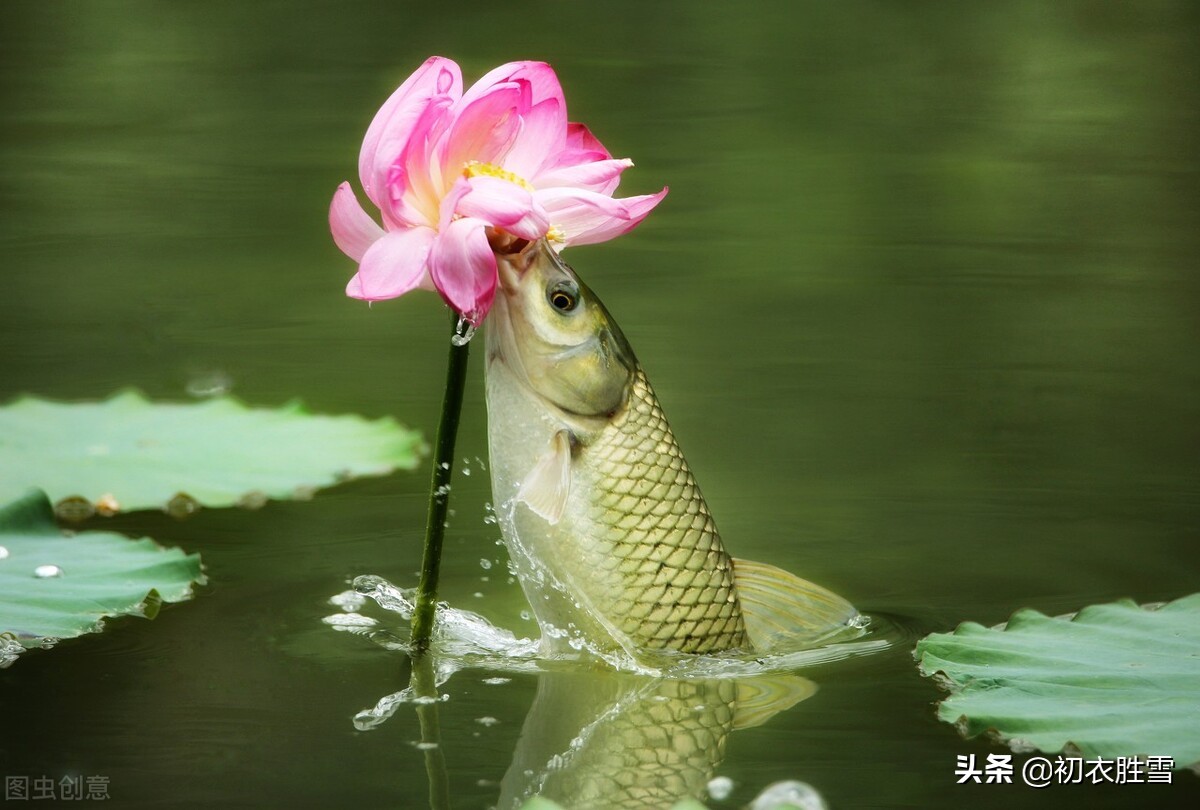 明丽秋水荷花诗词七首：数朵芙蕖，嫣然一笑凌清晓