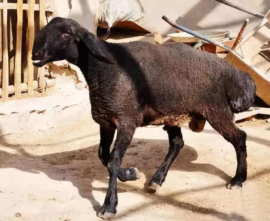 麦盖提多浪羊(活羊)喀什12件阜康打瓜籽(未加工)奇台挂面奇台粉丝(条)