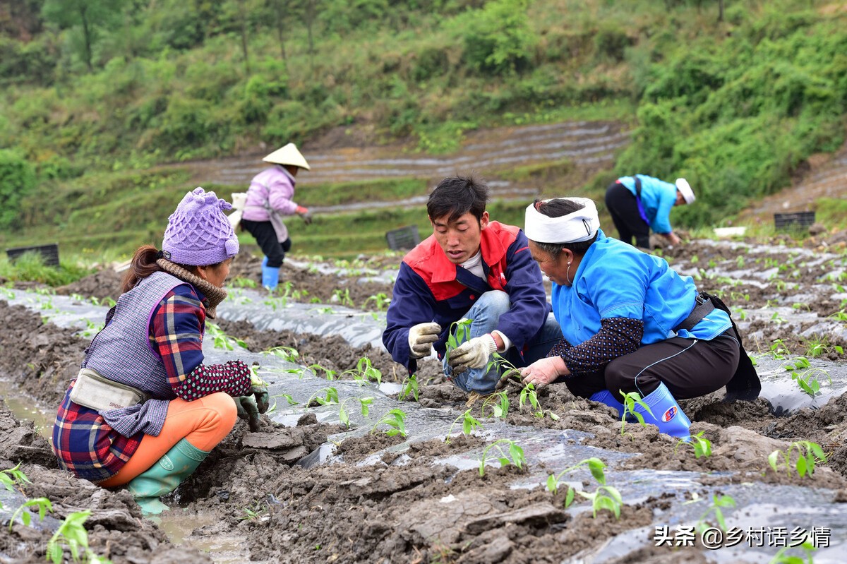 萝卜几月份种植才合适（萝卜几月份种比较合适）-第2张图片-巴山号