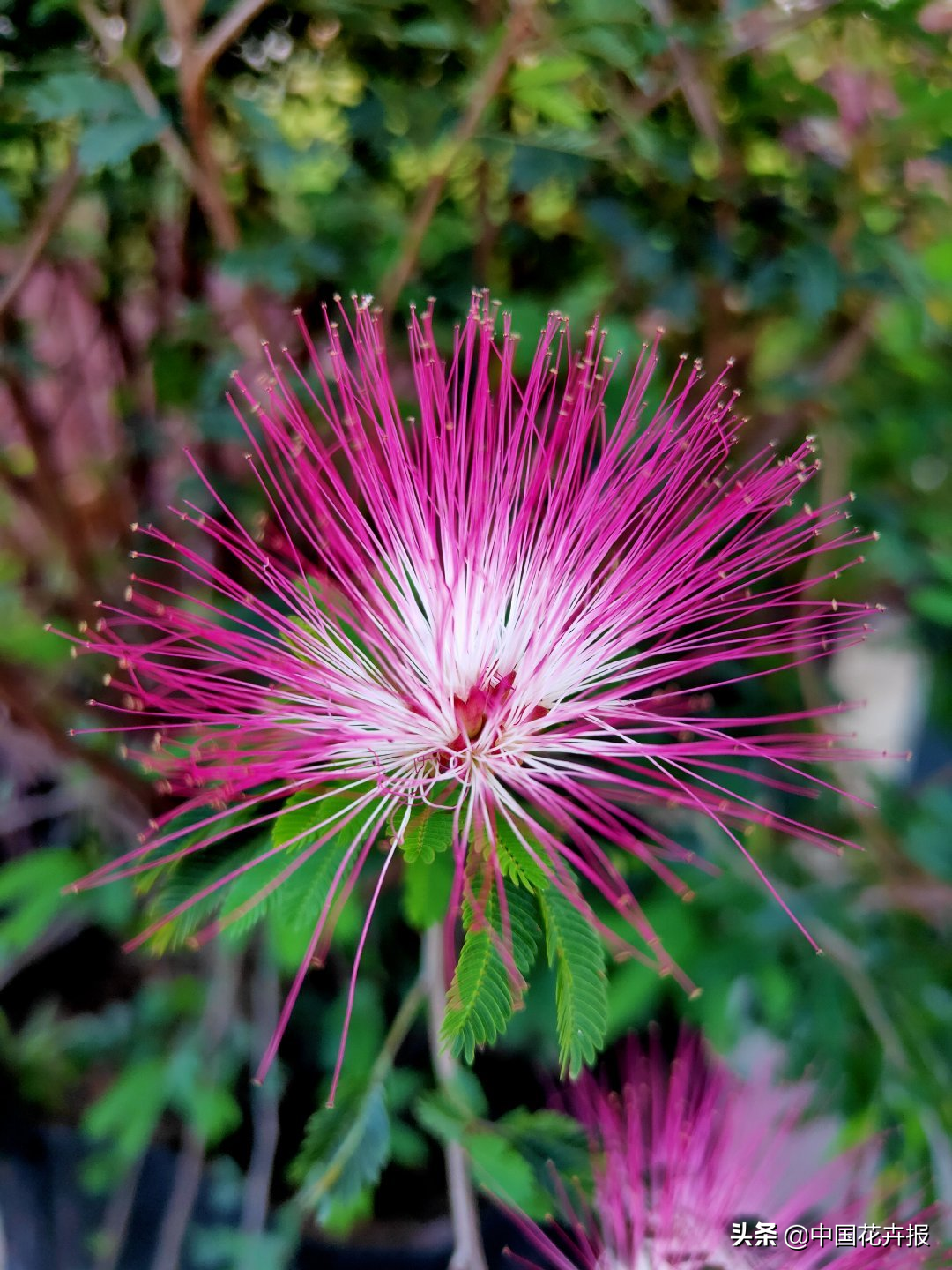 合欢花甄嬛传中的合欢花原来这样美