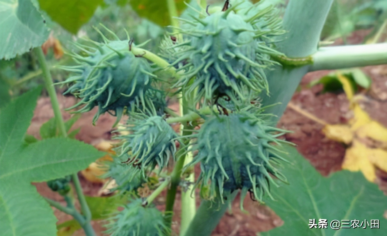 蓖麻子的功效与作用 苘麻子泡水喝的功效-起航号