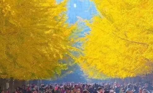 仅在每周六、周日开放！辽大最美银杏如何文明观赏快看这里……