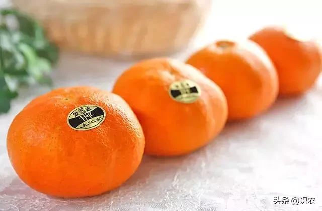 日本爱媛新品种，100元1个的柑橘！老农却选择种最便宜的，为什么