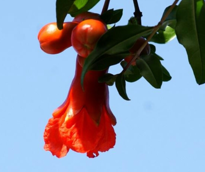 石榴花：榴花似火的石榴树，这样栽培花艳果甜