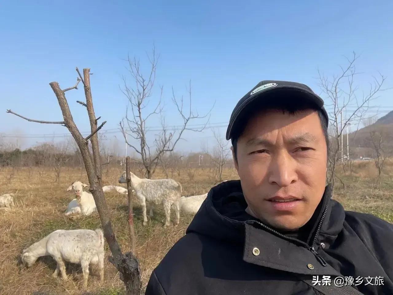 一只羊多少錢,