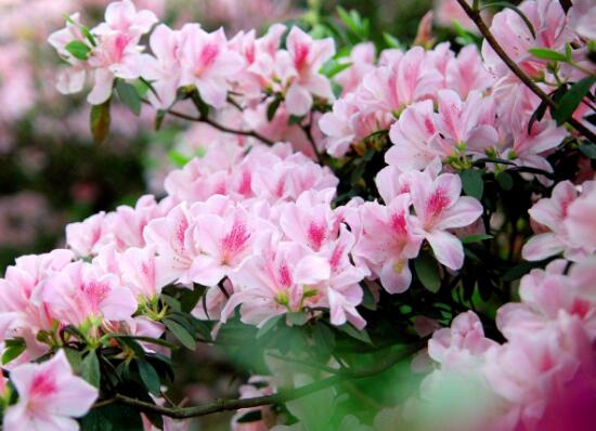 家里养杜鹃花吉祥吗（杜鹃花的寓意和象征）