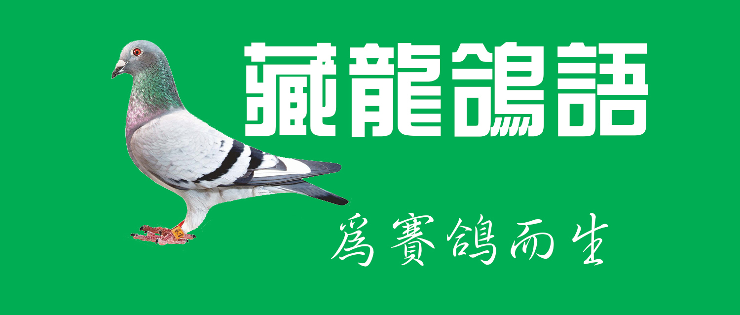 西安赛鸽传媒(雄鸽雌相 外观平平 非流线型一个对鸽坛影响深远的鸽系)