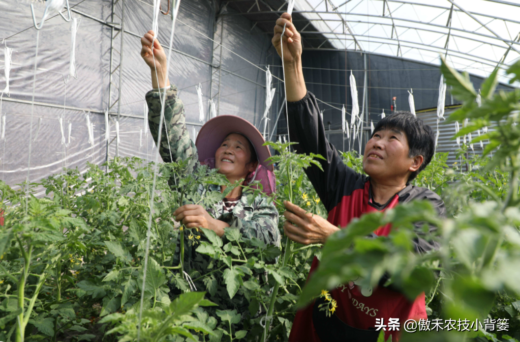 种西红柿的方法步骤（手把手教你种植高产优质的西红柿）